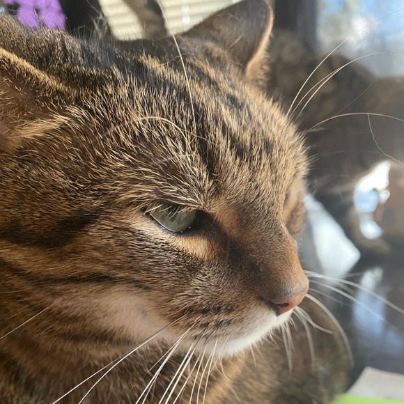 Meet your Posher, Thalia - Picture 1 of 1